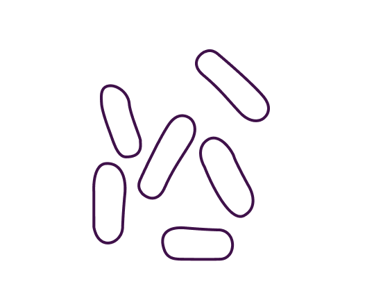 Compatible withLactobacillus
